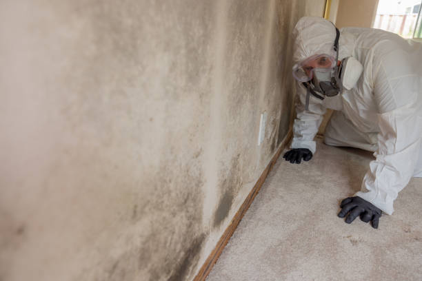 Trusted Ladera Ranch, CA Mold Removal & Remediation Experts